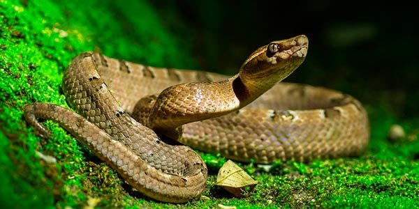 Sonhar com Cobra Azul: dá o quê no Jogo do Bicho? Palpites de Números da  Sorte, Animal, Grupos, Dezena, Centena e Milhar para Apostar e Significado  do Sonho!